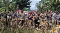Ketua DPRD Sangihe, Ferdy Sondakh saat menghadiri panen raya jagung. [foto:ist]