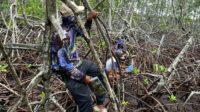 JAPESDA saat menyusuri pohon mangrove di Desa Uwedikan, Kecamatan Luwuk Timur, Kabupaten Banggai, Provinsi Sulawesi Tengah. [foto:ist/japesda]