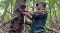 JAPESDA saat menyusuri pohon mangrove di Desa Uwedikan, Kecamatan Luwuk Timur, Kabupaten Banggai, Provinsi Sulawesi Tengah. [foto:ist/japesda]