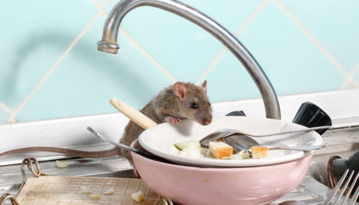 Ilustrasi. Ada beberapa cara mengusir tikus tanpa meracuni. [foto:ist/istock]