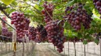 Anggur salah satu buah yang perlu dibatasi konsumsi oleh pengidap diabetes. [foto:ist/puriegarden]