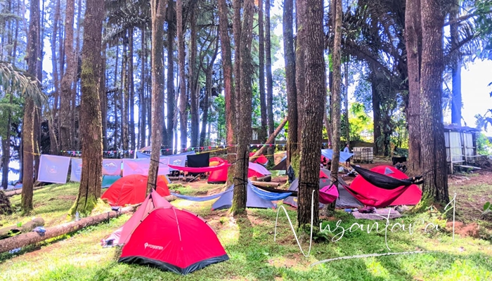Camping ceria di kawasan Hutan Pinus Dulamayo. [foto:juna/nusantara1]