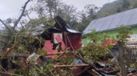 Dua rumah warga yang rusak akibat tertimpa pohon tumbang, Selasa 18 November 2025. [foto: BPBD]
