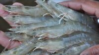 Ilustrasi. Perlu diwaspadai bahwa ada bagian udang yang boleh di makan, ada juga yang tidak boleh [foto:dok/greenrs]