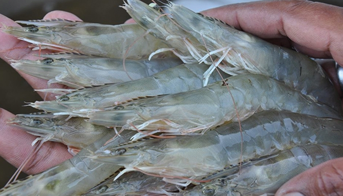 Ilustrasi. Perlu diwaspadai bahwa ada bagian udang yang boleh di makan, ada juga yang tidak boleh [foto:dok/greenrs]