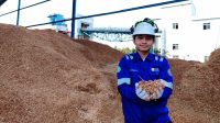 Salah seorang karyawan PLN Nusantara Power menunjukan biomassa wood chip yang digunakan pada PLTU Pulang Pisau, Kalimantan Selatan [foto:dok/pln]