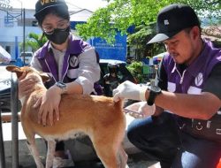 Penyuntikan vaksin kepada seekor hewan oleh PHDI dalam rangka menekan penyakit rabies. (Foto:Ist)