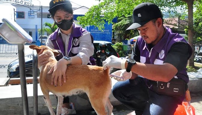 Penyuntikan vaksin kepada seekor hewan oleh PHDI dalam rangka menekan penyakit rabies. (Foto:Ist)