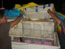 Petugas di perbatasan Gorontalo-Sulawesi tengah berhasil mengamankan dua unit kendaraan yang memuat 5.000 liter Cap Tikus. (Foto: Ist)