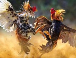 Ilustrasi. Judi sabung ayam digerebek petugas. (Footo: Ist)