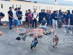 Sejumlah ayam jantang yang menjadi barang bukti ‘Judi Sabung Ayam’ di Kota Gorontalo. (Foto: Nusantara1)