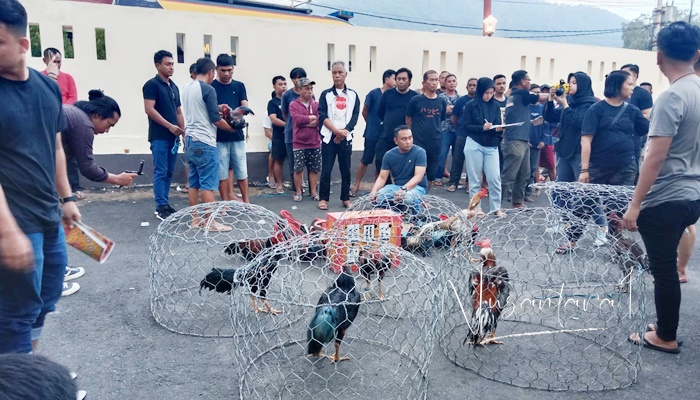 Sejumlah ayam jantang yang menjadi barang bukti ‘Judi Sabung Ayam’ di Kota Gorontalo. (Foto: Nusantara1)