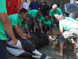 Proses pemotongan hewan kurban di Polda Gorontalo, Kamis (29/6). Jumlah ini setiap tahun bertambah. (Foto: Ist)