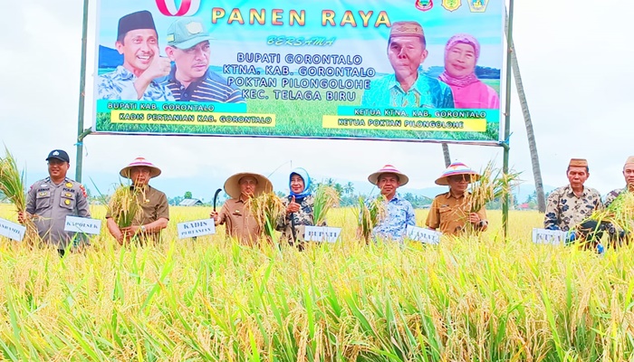 Panen Raya yang dilaksanakan oleh Kelompok Tani Pilongolohe bersama KTNA Kecamatan Telaga Biru. (Foto: Ist)