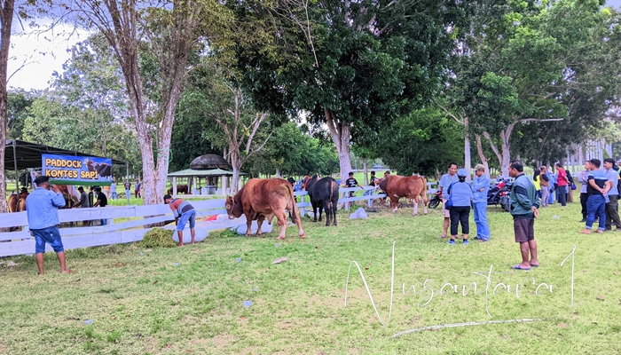 Sapi tengah disiapkan untuk mengikuti karapan sapi. [foto:juna/nusantara1]