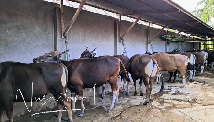 Sapi di Sabrina Jaya, Desa Bulota. [foto:juna/nusantara1]