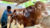 Bomber, sapi pilihan Presiden RI, Prabowo Subianto untuk kurban di Gorontalo, di Desa Mongolato, Kecamatan Telaga, Kabupaten Gorontalo, Kamis 29 Mei 2025. [Foto: Fikar Buntuan/Nusantara1]