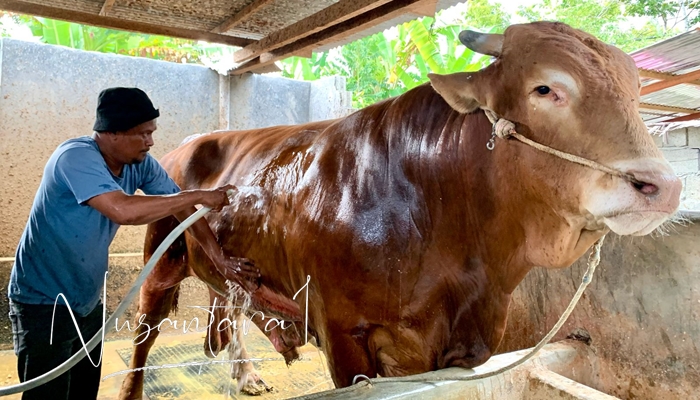 Bomber, sapi pilihan Presiden RI, Prabowo Subianto untuk kurban di Gorontalo, di Desa Mongolato, Kecamatan Telaga, Kabupaten Gorontalo, Kamis 29 Mei 2025. [Foto: Fikar Buntuan/Nusantara1]