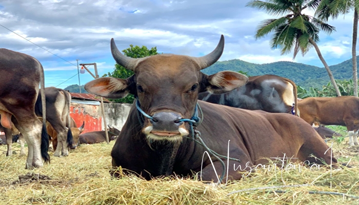 Ilustrasi. Jelang Idul Adha, Dinas Pertanian Sangihe perketat pengawasan hewan kurban. [foto:nusantara1]