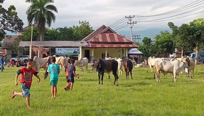 Hewan kurban berupa 28 ekor sapi dan 2 ekor kambing yang siap disembelih di Kelurahan Motoboi Kecil, Kotamobagu Selatan, Kota Kotamobagu, Kamis 4 Juni 2025. [foto:ist]