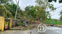 Pohon tumbang menutup akses di Jalan Rambutan, Kelurahan Huangobotu, Kecamatan Dungingi, Kota Gorontalo, Ahad, 7 September 2025 sekitar pukul 15.20 Wita. [foto: fikarbuntuan/nusantara1]