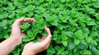 Rebusan Daun Mint mampu menurunkan kolesterol jahat. [foto:ist/dikes]
