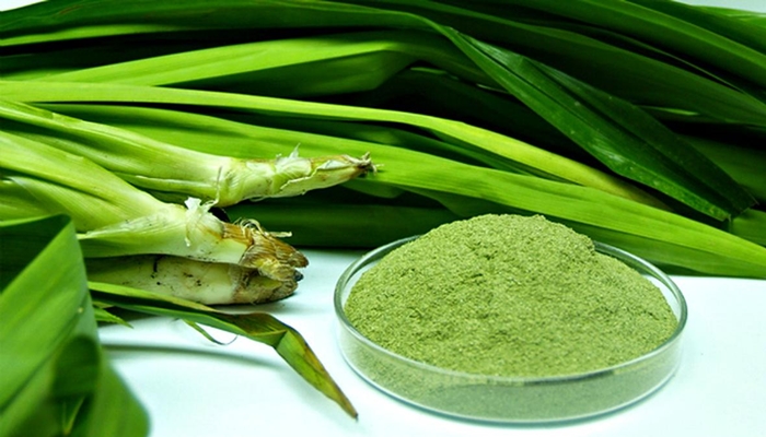 Daun Pandan cukup bermanfaat bagi kesehatan. [foto:ist/liputan6]