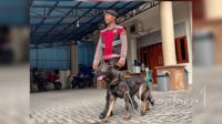 Salah seorang polisi yang membawa Anjing K9 Polda Gorontalo yang diturunkan untuk sterilisasi di sejumlah gereja di Kota Gorontalo untuk pengamanan pelaksanaan ibadah Natal 2025. [foto:fikar/nusantara1]