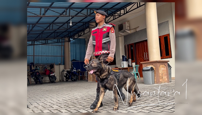 Salah seorang polisi yang membawa Anjing K9 Polda Gorontalo yang diturunkan untuk sterilisasi di sejumlah gereja di Kota Gorontalo untuk pengamanan pelaksanaan ibadah Natal 2025. [foto:fikar/nusantara1]