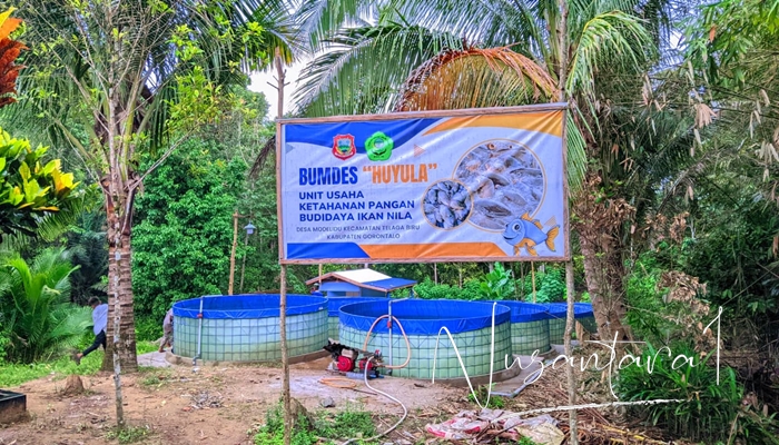 Budidaya Ikan Nila oleh Bumdes Huyula Desa Modelidu. [foto:juna/nusantara1]