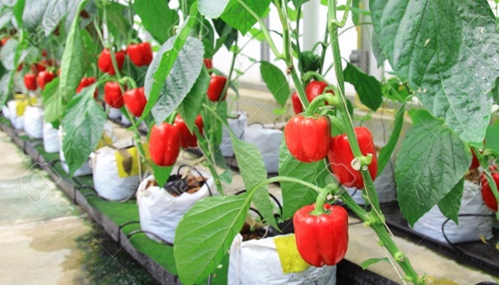Ilustrasi. Paprika Merah jadi salah satu makanan untuk meningkatkan imun tubuh [foto:dok/bibitbunga]
