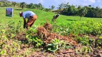 Panen kacang tanah di Kelurahan Tilihuwa Kecamatan Limboto Kabupaten Gorontalo. [foto:juna/nusantara1]
