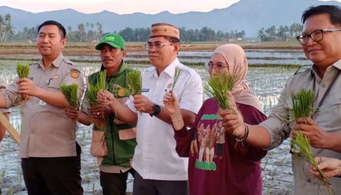 Sekda Bone Bolango, Iwan Mustapa saat melakukan penanaman padi organik di lahan Gapoktan Buhuta Sejahtera Olami, Desa Huntu Utara, Bulango Selatan, Kamis 21 Mei 2026 [foto:dok/kominfo]