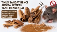 Ilustrasi. Ada beberapa aroma yang bagus untuk mengusir tikus di rumah, salah satunya aroma Kayu Manis