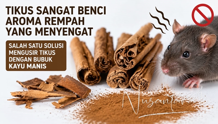 Ilustrasi. Ada beberapa aroma yang bagus untuk mengusir tikus di rumah, salah satunya aroma Kayu Manis