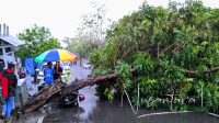 Sepeda motor tertimpa pohon tumbang di Kota Gorontalo. [foto:juna/nusantara1]