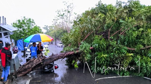 Sepeda motor tertimpa pohon tumbang di Kota Gorontalo. [foto:juna/nusantara1]