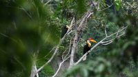 Burung Julang Sulawesi di habitat alaminya di Kabupaten Pohuwato. [foto:dok/pln]