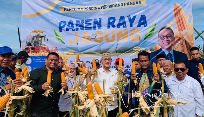 Menko Bidang Pangan, Zulkifli Hasan meninjau lokasi panen raya jagung di Kecamatan Pulubala Kabupaten Gorontalo. [foto:juna/nusantara1]