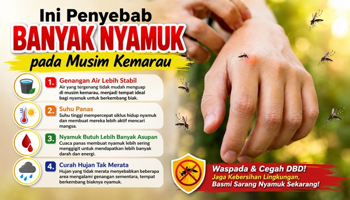 Ilustrasi. Musim kemarau banyak nyamuk sangat berkaitan dengan suhu dan kondisi lingkungan selama musim kemarau. [foto:dok]