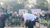 Sekretaris Daerah Bone Bolango, Iwan Mustapa saat melakukan penanaman cabai di Lahan Pekarangan Nila Bioflok Iswan, Kecamatan Suwawa, Jumat 25 September 2026. [foto:dok/kominfo]