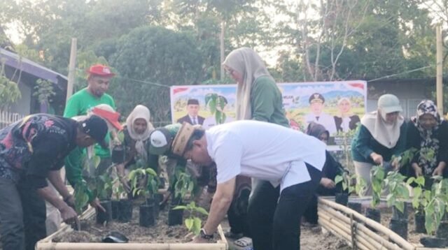 Sekretaris Daerah Bone Bolango, Iwan Mustapa saat melakukan penanaman cabai di Lahan Pekarangan Nila Bioflok Iswan, Kecamatan Suwawa, Jumat 25 September 2026. [foto:dok/kominfo]