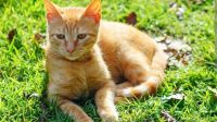 Ilustrasi. Ada beberapa aroma yang justru tidak disukai kucing. [foto:dok]