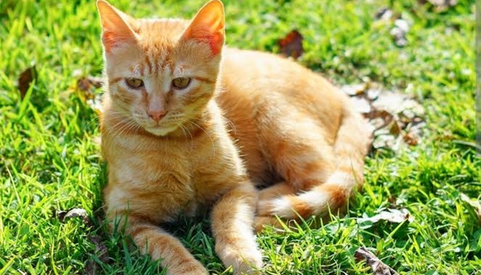 Ilustrasi. Ada beberapa aroma yang justru tidak disukai kucing. [foto:dok]