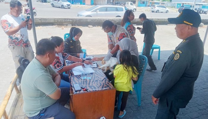 Pelaksanaan vaksinasi rabies yang dipantau langsung oleh kadis pertanian dan Kasatpel Barantin di Pelabuhan Tua Tahuna, Selasa 29 September 2026.
